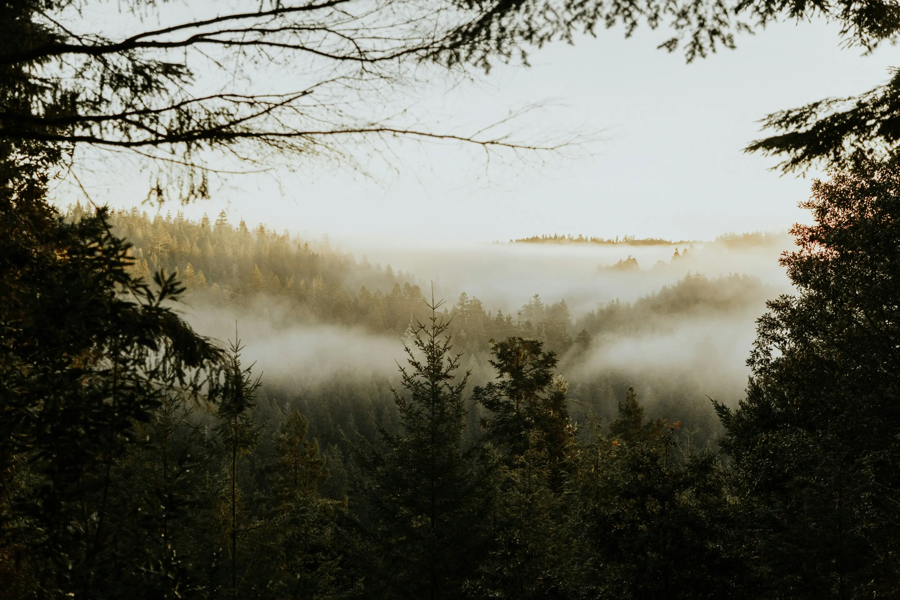 Wallpaper 1